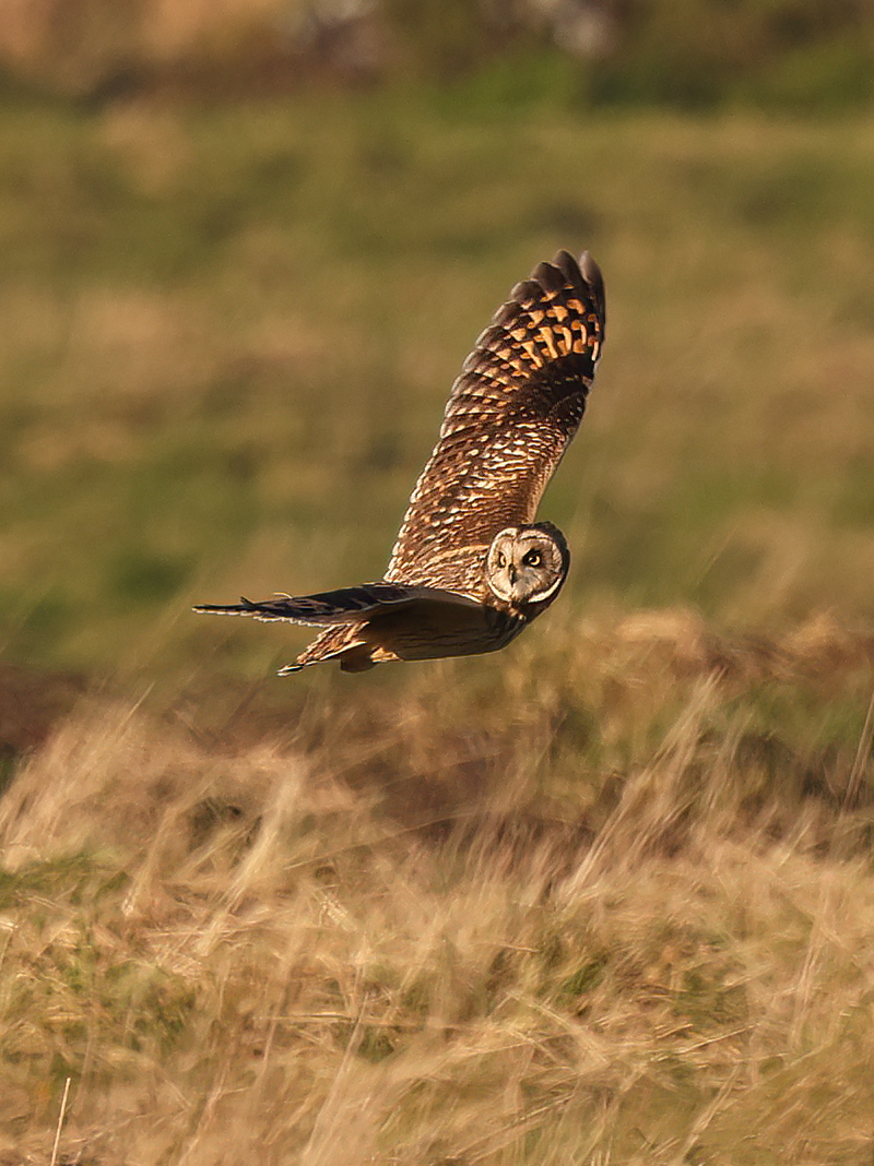 Short-eared owl